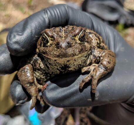 a gloved hand holds a toad, toad is facing straight into the camera