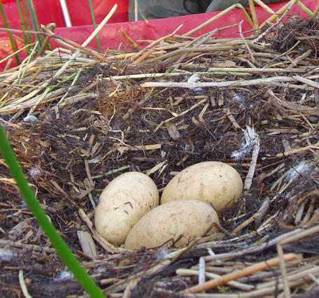 Three swan eggs in a nest 