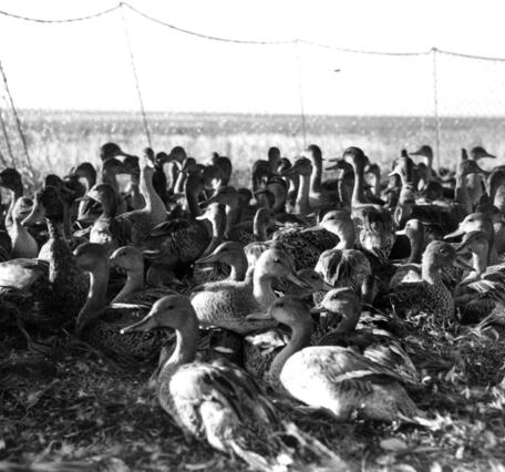 historical image shows many ducks in a banding trap at Johnson Lake in the 1950s