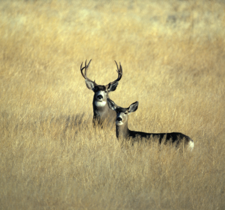 image of male and female mule deer in an open meadow.