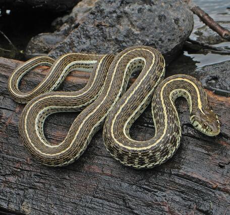 Northern Mexican Garter Snake