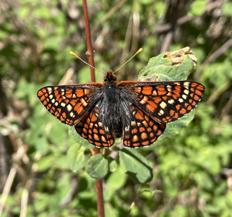 butterfly with orange and white dots within black wings Fuzzy black body and yellow antennas that look like narrow toothpicks