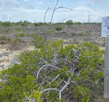 Sandy landscape with some woody shrubby vegetation