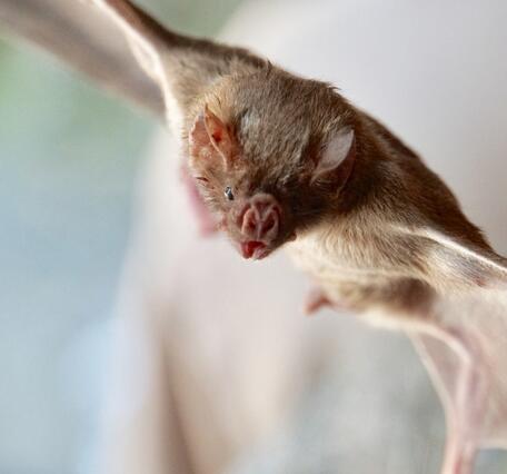 A small brow bat with its wings outstretched.