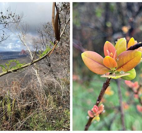 Color photographs of vegetation regrowth