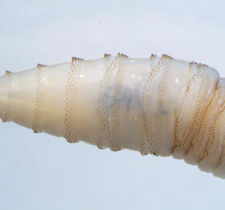 A small transluscent worm with markings that resemble a screw