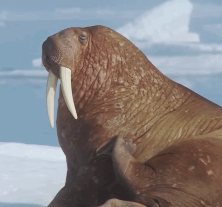 A repeating animated GIF showing a walrus scratching it's side.