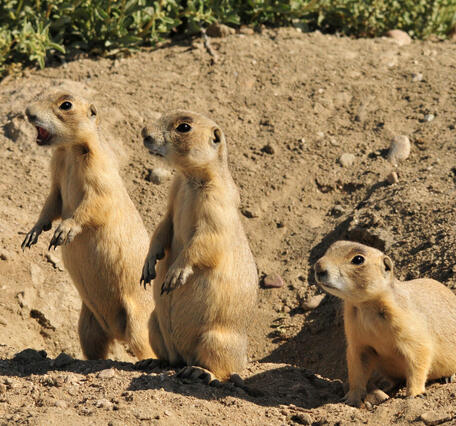 Three white-tailed prairie dogs on Seeksadee National Wildlife Refuge