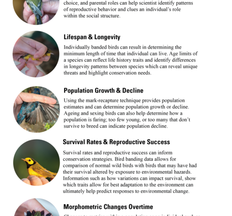 A graphic depiction of what can be learned from bird banding