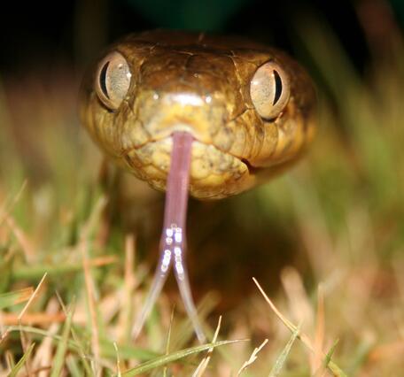 Up close view of Brown treesnake in grass