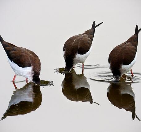 WERC 3 Black Necked Stilts with reflection