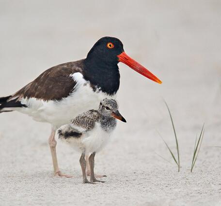 American oystercatcher with chick.