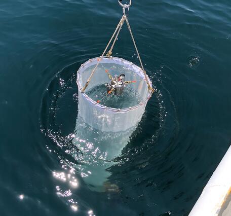 Using micron mesh for zooplankton sampling 