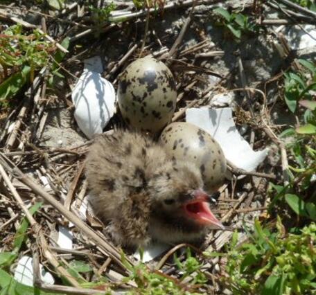 Common Tern Chick and Egg