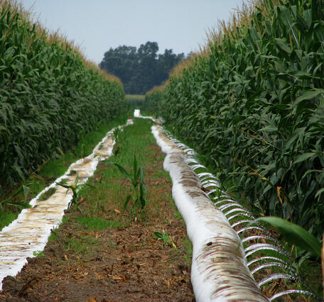 Corn Irrigation - Mississippi