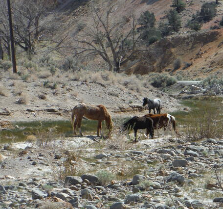 Wild horses searching for water in dry riverbed, northern Nevada