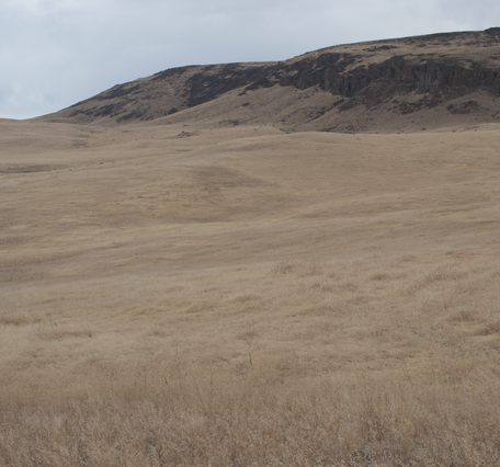 Sagebrush steppe landscape invaded by cheatgrass and medusahead