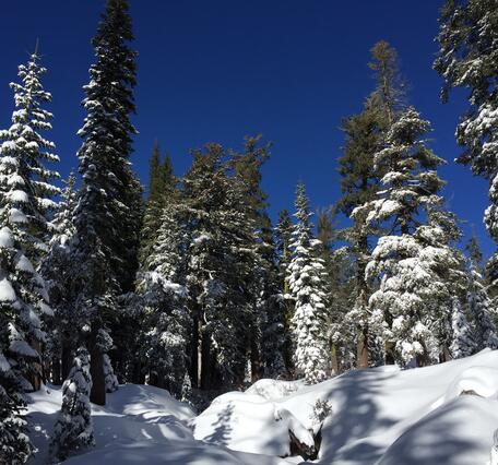 Snow covered conifer trees, densely packed on a deeply snowy hillside
