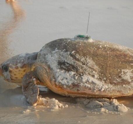 Fig. 3. Loggerhead sea turtle, Cape San Bas, FL