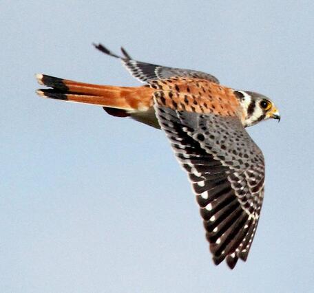 Figure 1. The American kestrel, Falco sparverius