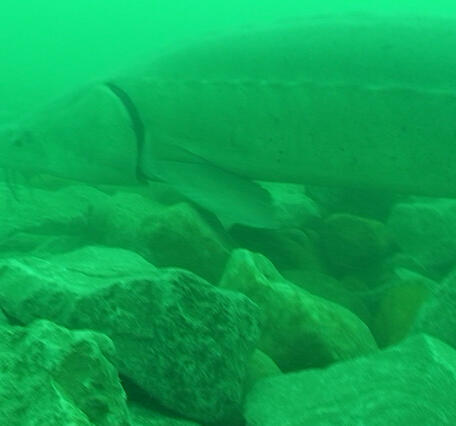 Spawning Reef Restoration for Native Lake Sturegon in St. Clair River