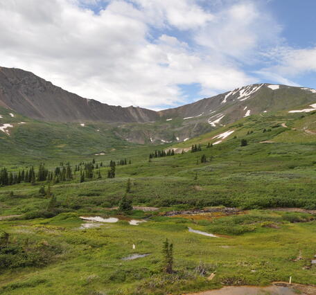 A spring meadow near Waldorf Mine, Leavenworth Creek above Georgetown, CO