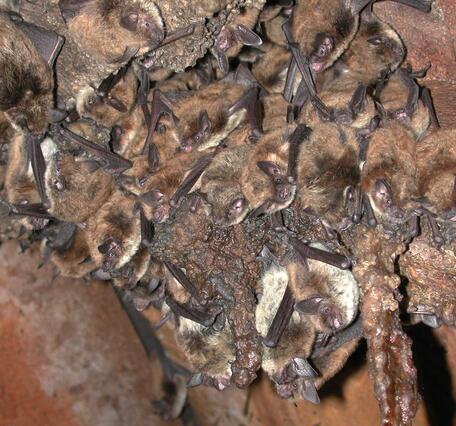  An Arizona bat or Occult bat (Myotis occultus) roost from southern Colorado