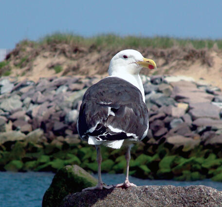 A Great Black‑backed Gull stands on a rock at Plum Island, MA, looking out over the water with the sand dunes behind it.