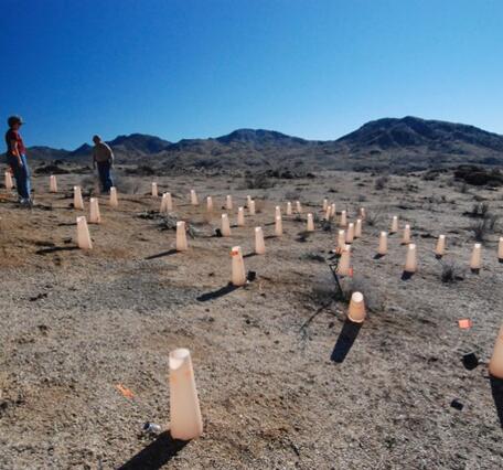 desert restoration site in progress