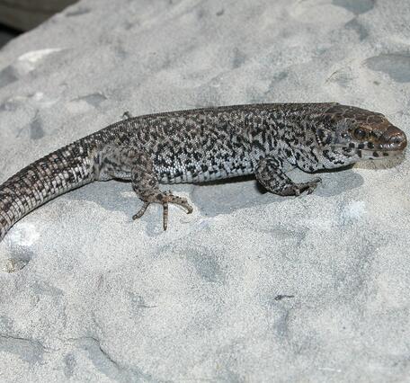 Island Night Lizard on San Nicolas Island