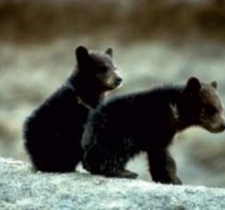 Black bear cubs
