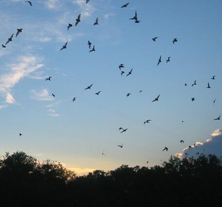 bats fly against a blue sky