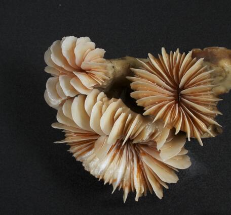 A close-up of a coral with a circular display of micro-fine, plate-like pieces on the end or top of a tube.