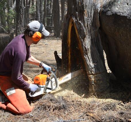 Using a chainsaw to extract a cross-section for analysis from a dead fire-scarred ponderosa pine in New Mexico