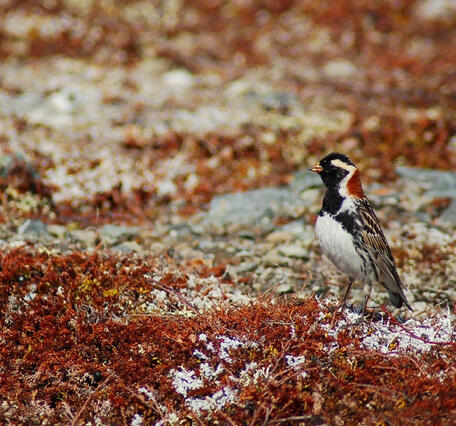 Small bird with black and white markings and a rufous nape standing on the ground.