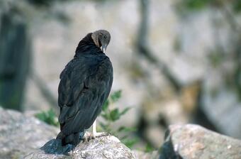 Image: Black Vulture (Coragyps atratus)