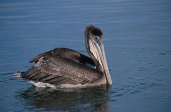 Image: Brown Pelican (Pelecanus occidentalis)