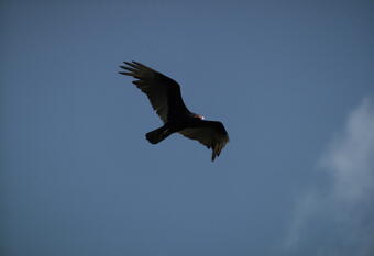 Image: Turkey vulture