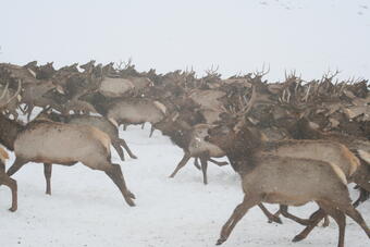 Image: Elk in Northwestern Wyoming