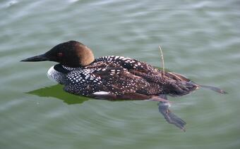 Image: Tagged Common Loon