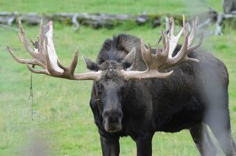 Image: Moose (Alces alces)