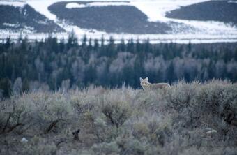 Image: Coyote (Canis latrans)