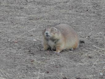 Image: Black-Tailed Prairie Dog ( Cynomys ludovicianus )