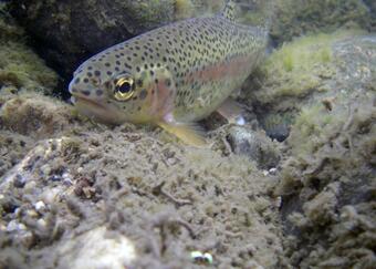 Image: A Rainbow Trout Rests Among Substrate in Panther Creek