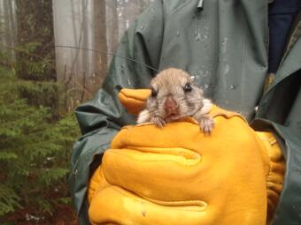 Image: Carolina Northern Flying Squirrel