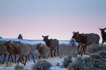 Image: Elk Traveling 