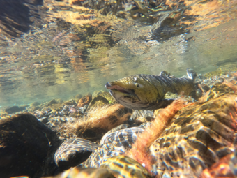 underwater photo of a chinook salmon