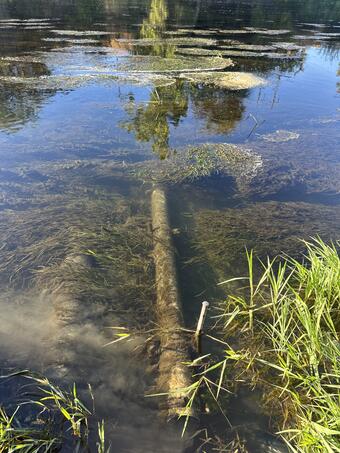Underwater tube covered by silt and plants