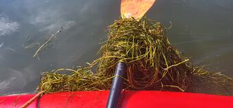 Tangled plants on kayak paddle