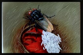 A drawing of a large fly-looking object with opaque wings and white larvae on an open wound. 